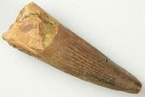 1.3" Spinosaurus Tooth - Real Dinosaur Tooth - #200933-1